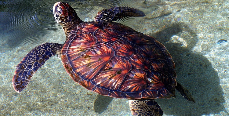 Hawaii turtle. June 2006
